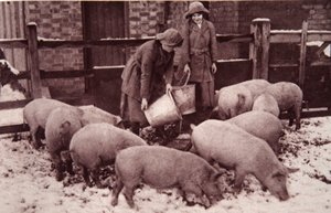 Feeding the pigs, illustration from 
